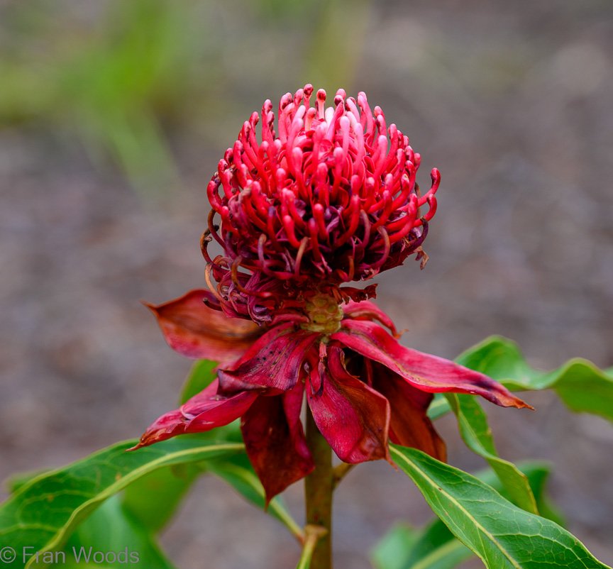 Garden 3