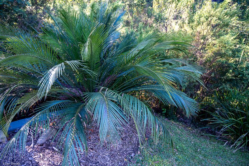 Eurobodalla Botanic Gardens