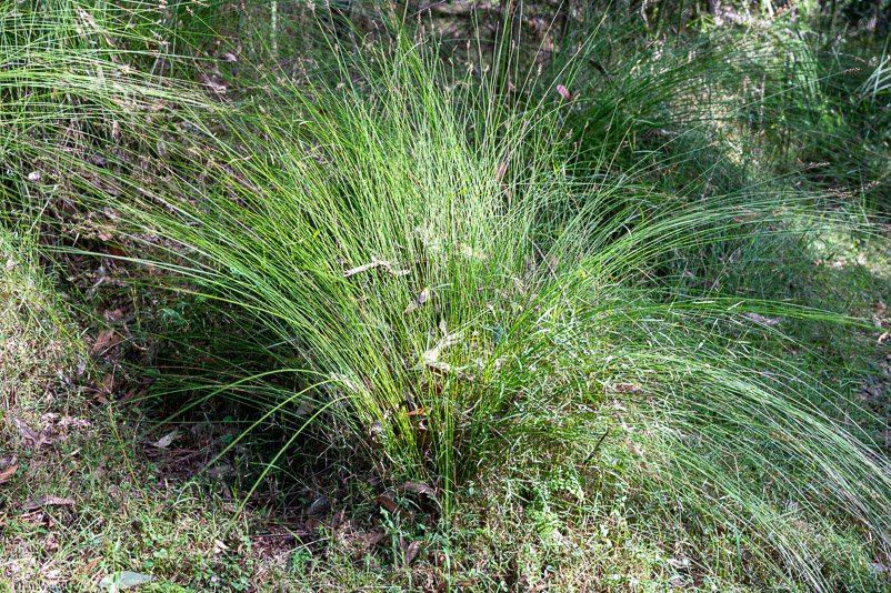 Eurobodalla Botanic Gardens