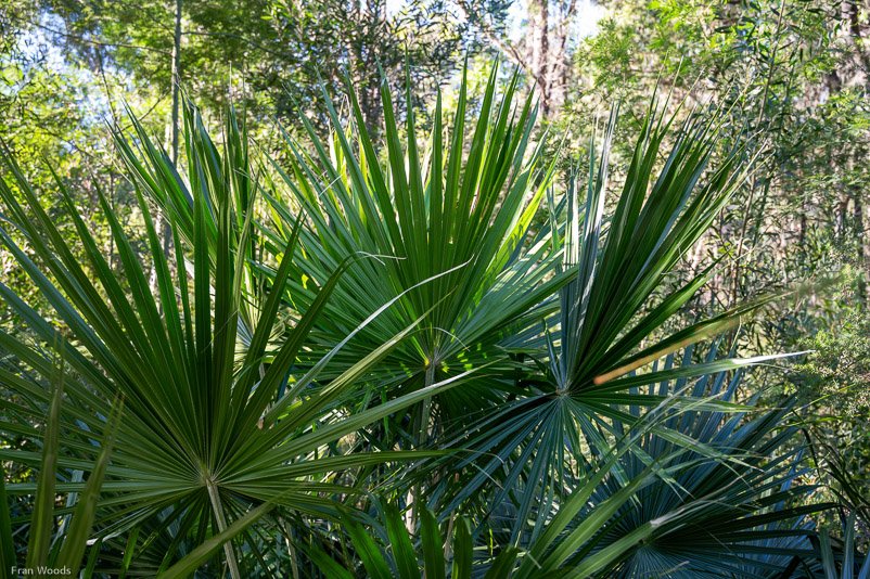 Eurobodalla Botanic Gardens