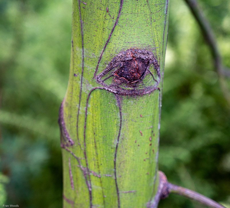 Eurobodalla Botanic Gardens
