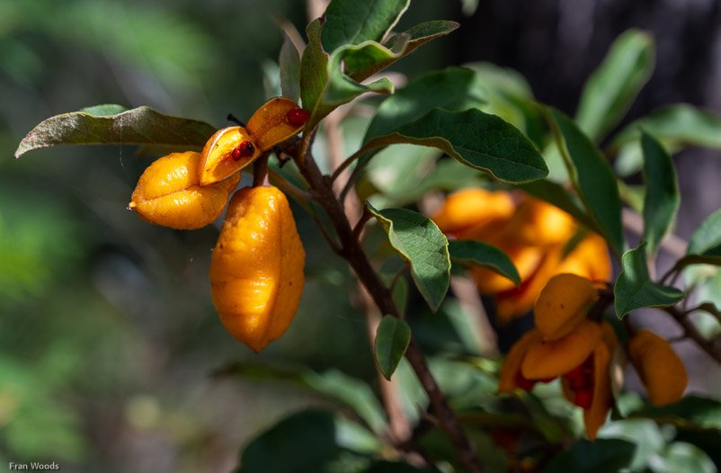 Eurobodalla Botanic Gardens