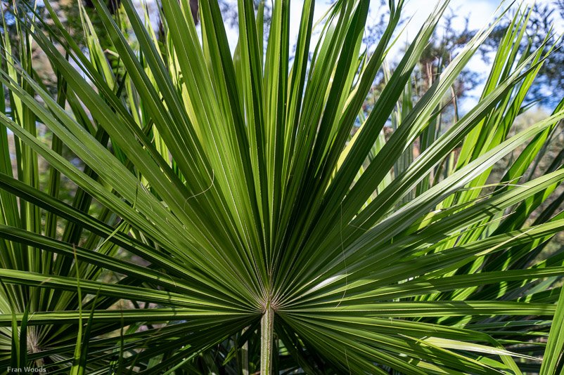 Eurobodalla Botanic Gardens