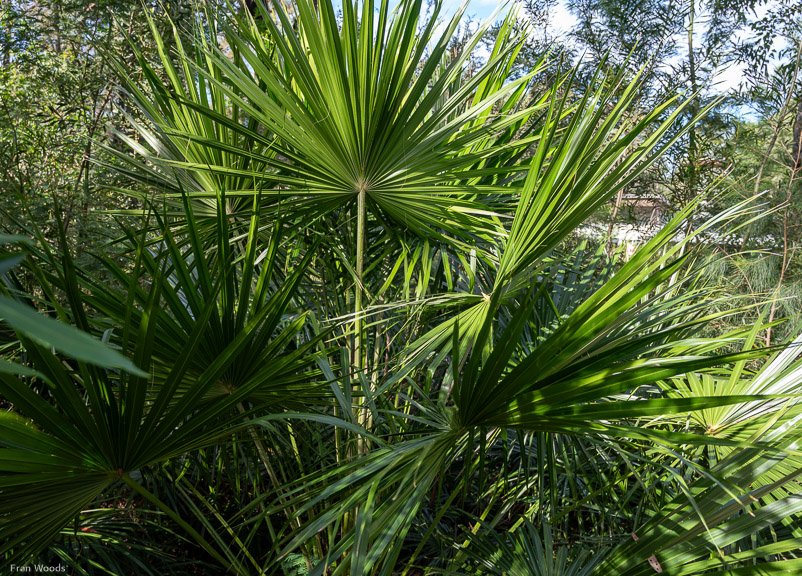 Eurobodalla Botanic Gardens