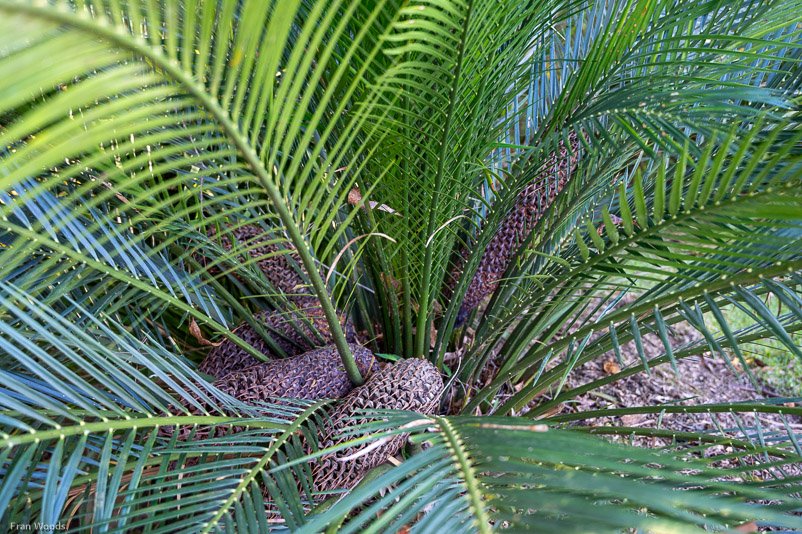 Eurobodalla Botanic Gardens