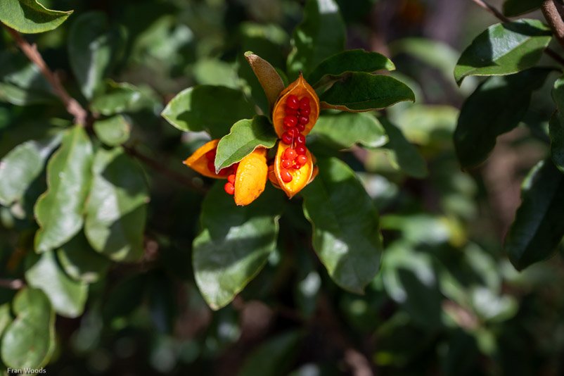 Eurobodalla Botanic Gardens