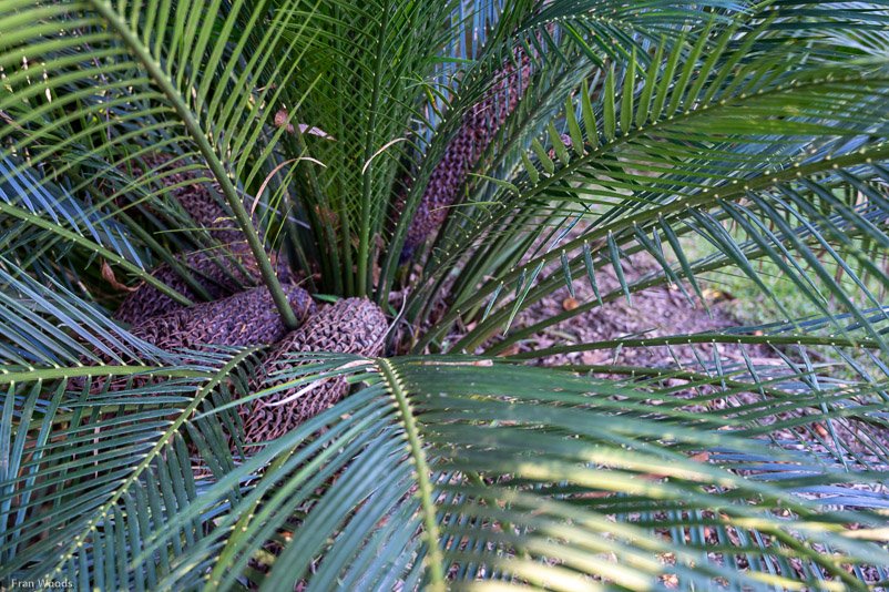 Eurobodalla Botanic Gardens