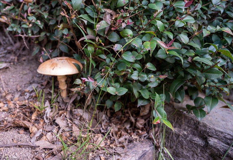 Eurobodalla Botanic Gardens