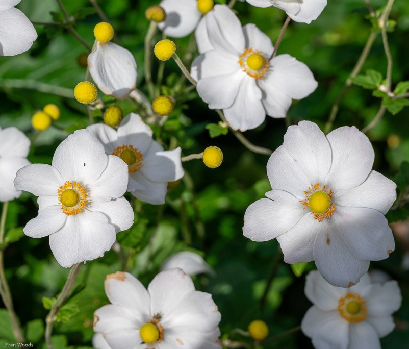 Garden Club visit to Mogo