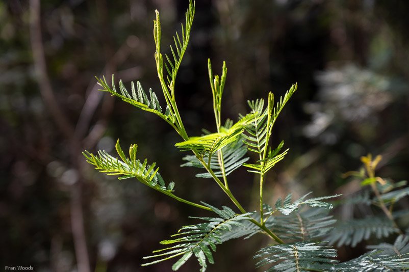 Eurobodalla Botanic Gardens