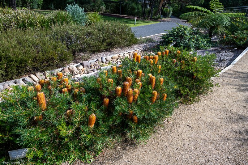 Eurobodalla Botanic Gardens
