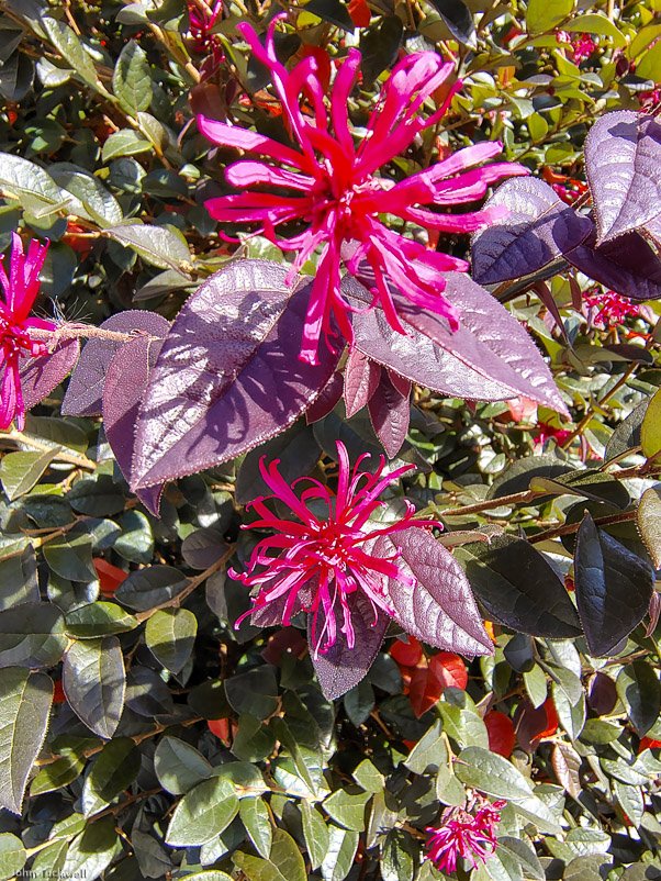 Garden Club visit to Mogo
