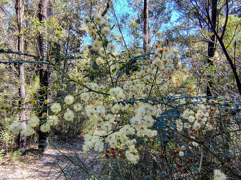 Eurobodalla Botanic Gardens