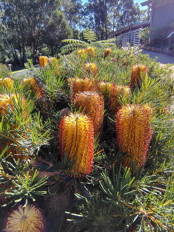 Eurobodalla Botanic Gardens