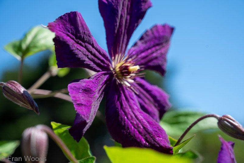 Clematis at garden 1