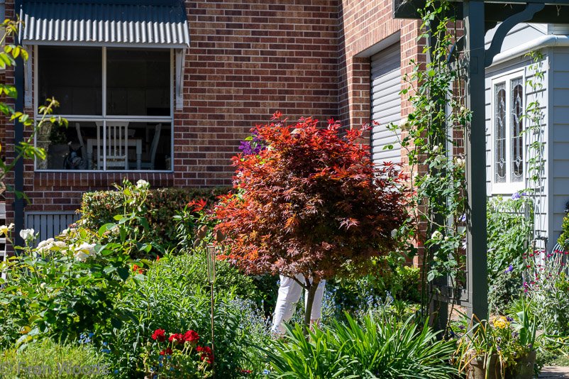 Beautiful garden 1