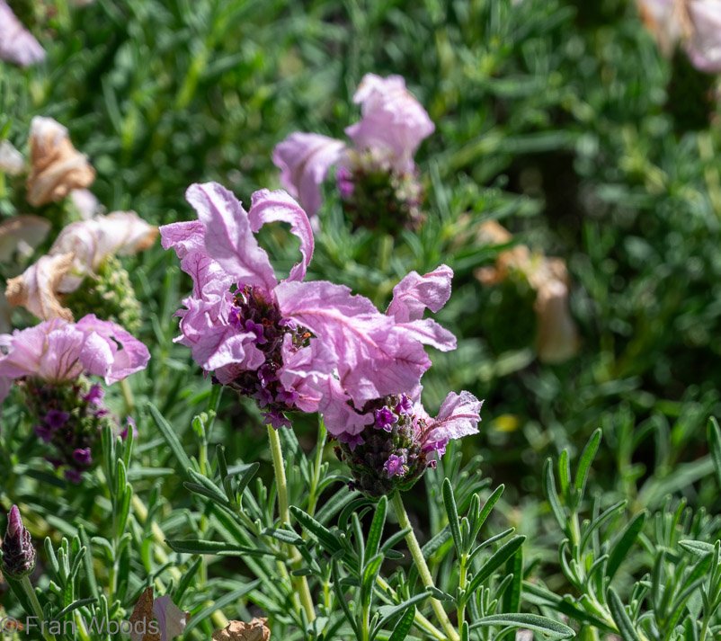 Pink lavender at garden 1