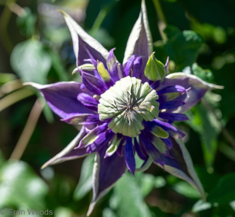 Clematis at garden 1