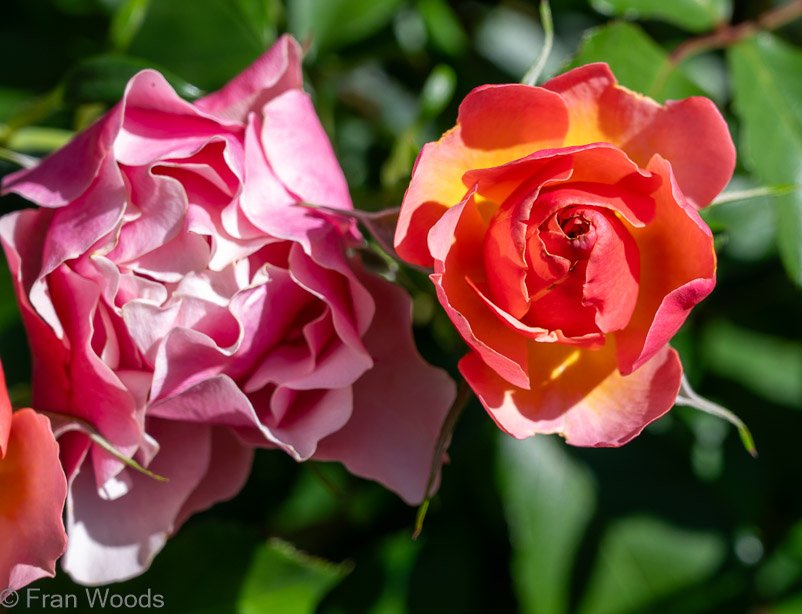 Roses at garden 1