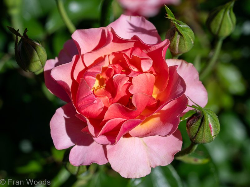 Roses at garden 1