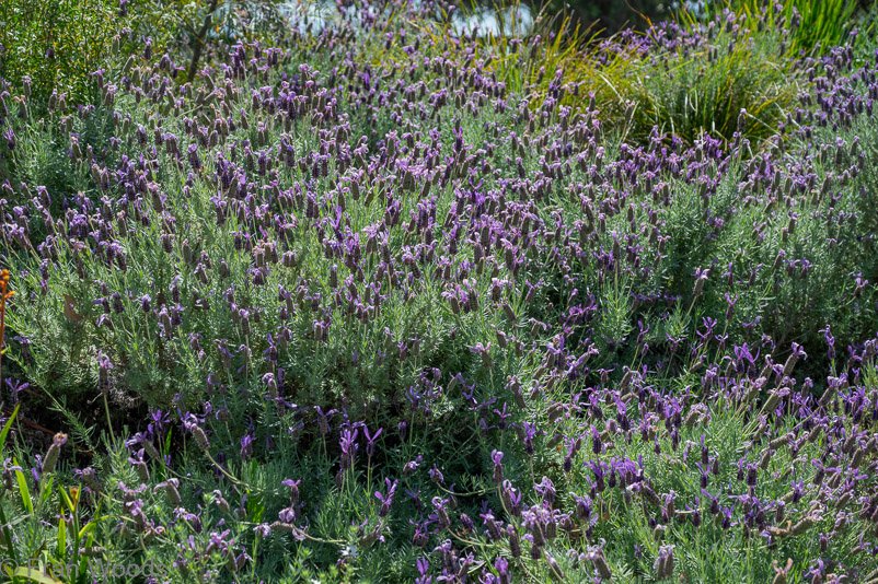 Lavender at garden 5