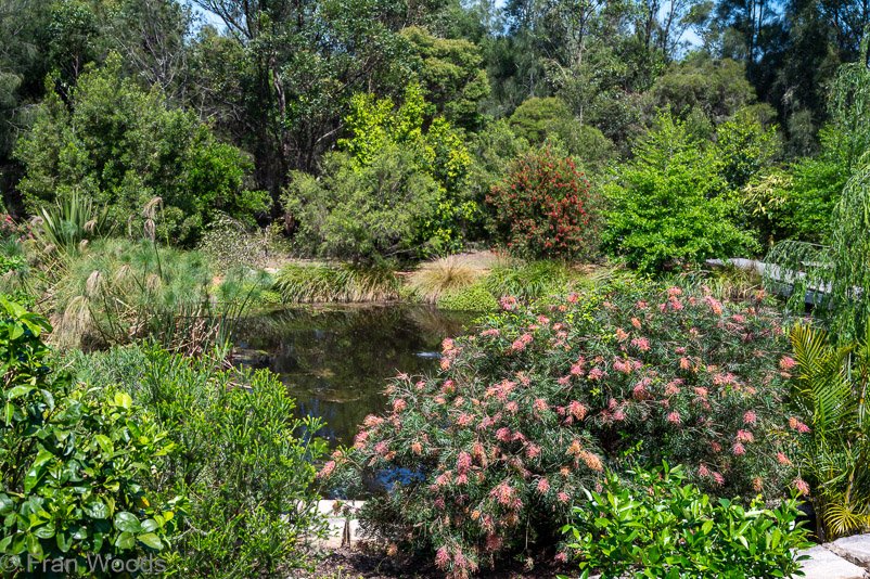 Garden 5