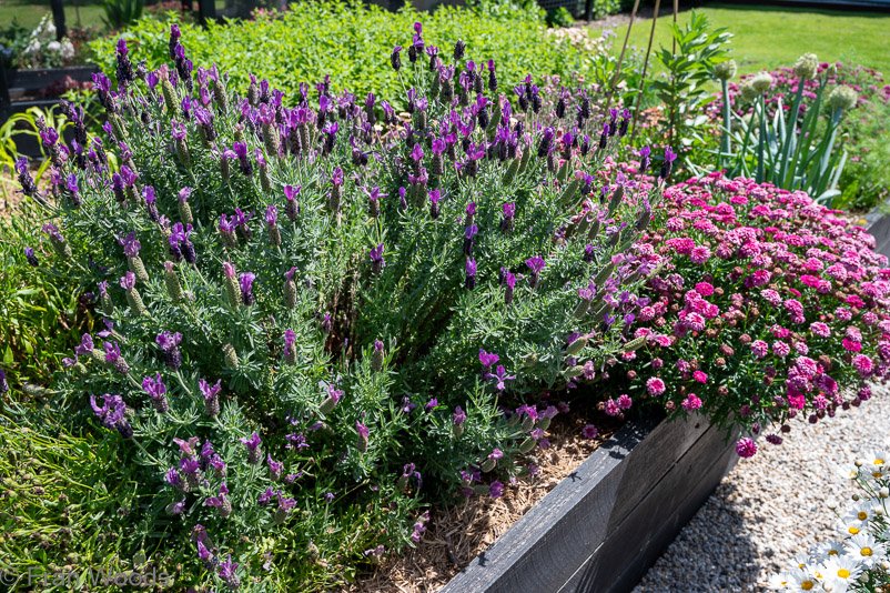 Lavender at garden 5
