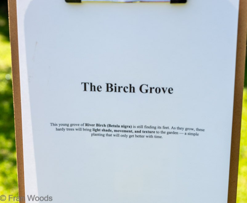 Birch grove at garden 5