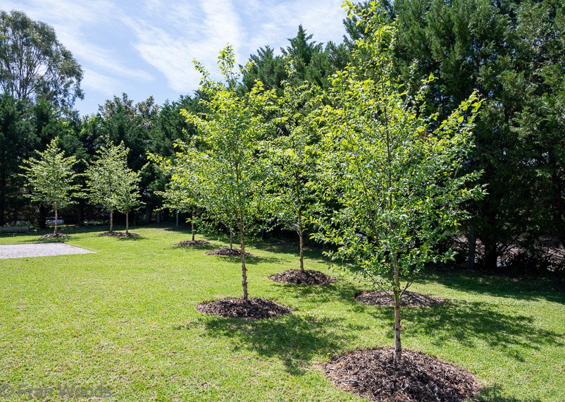 Birch grove at garden 5