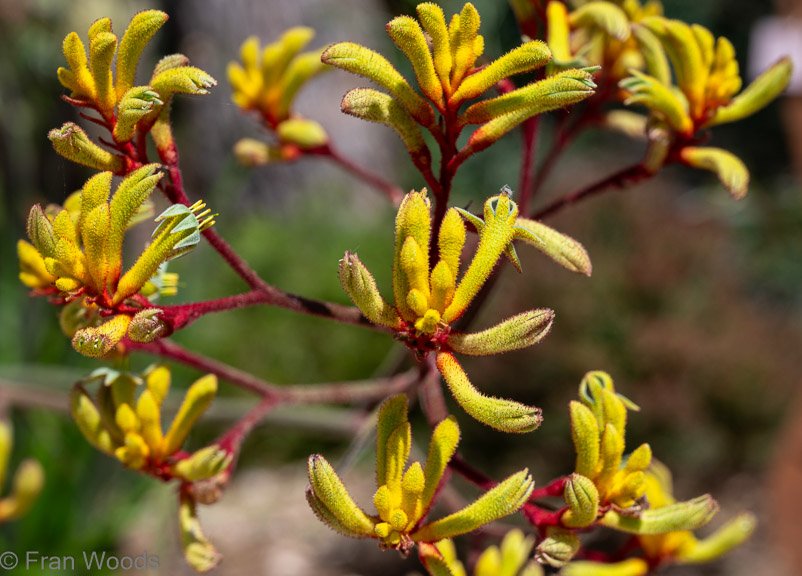 Kangaroo paw at garden 5