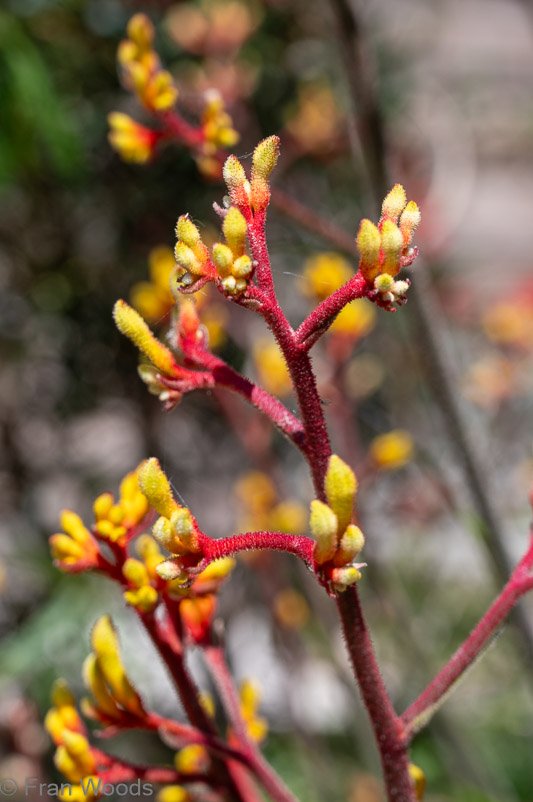 Kangaroo paw at garden 5