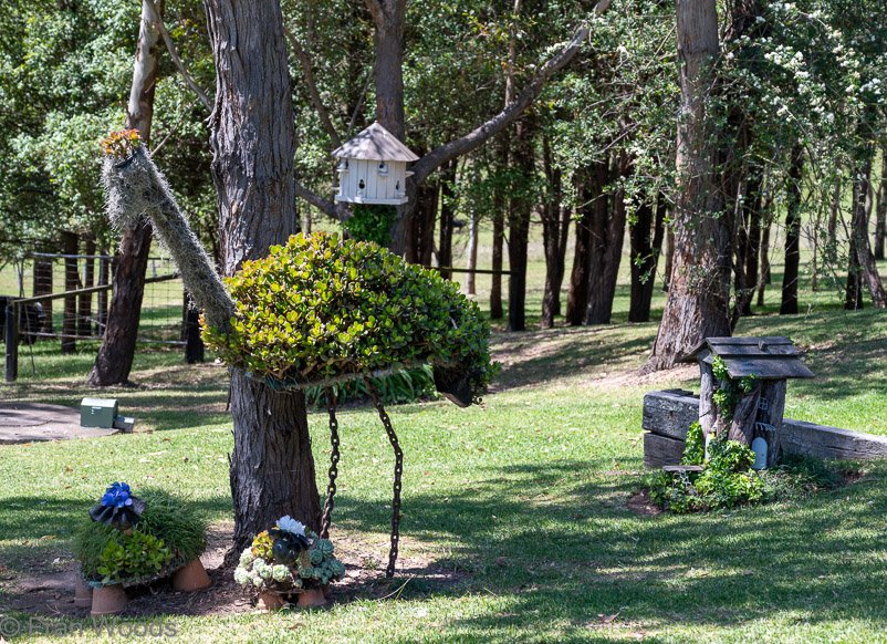 Emu at garden 4