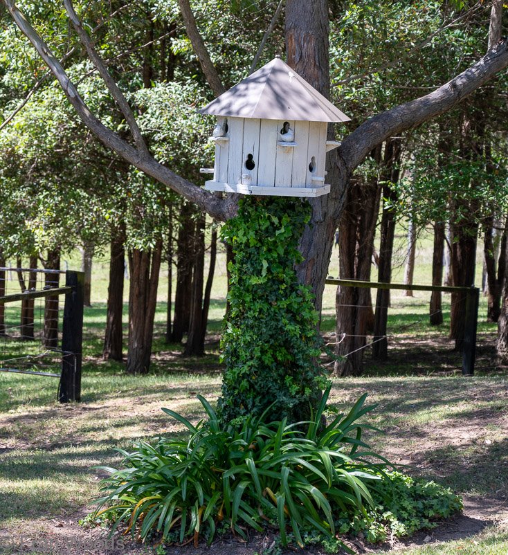 Bird nest at garden 4