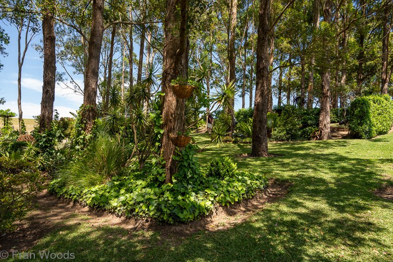 Refreshing trees at garden 4