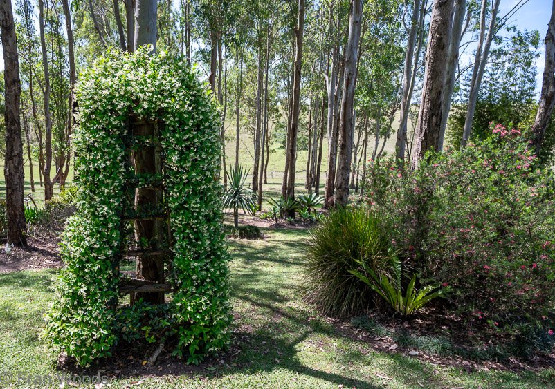 Honeysuckle tower at garden 4