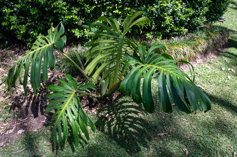 Monstera deliciosa at garden 4 with fruit