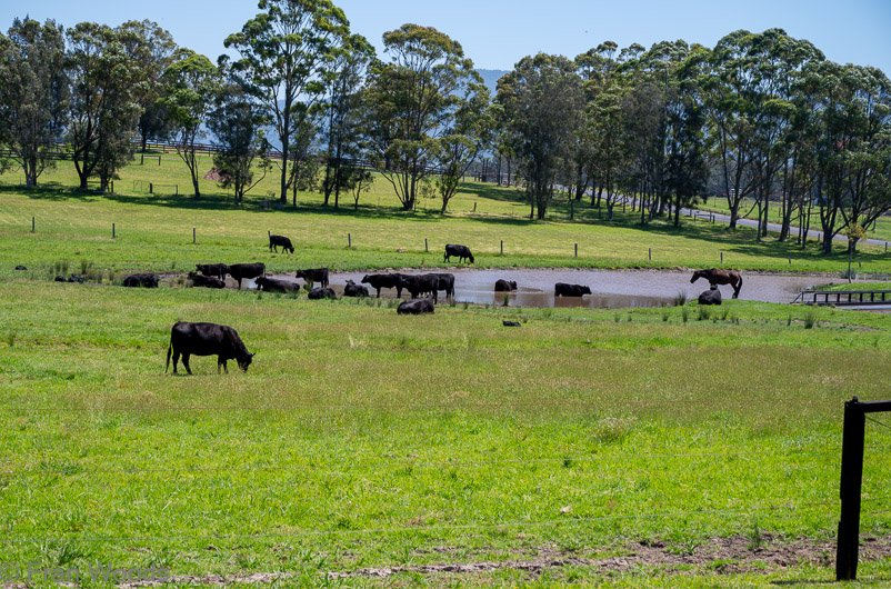 Cattle at garden 4
