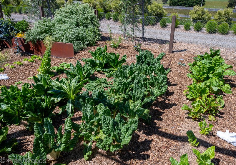 Garden 3 views