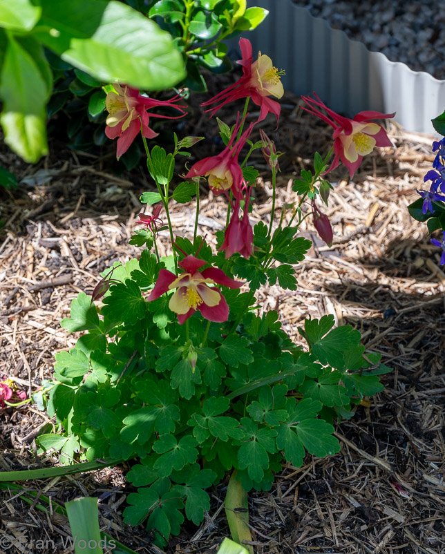 Beautiful garden 1