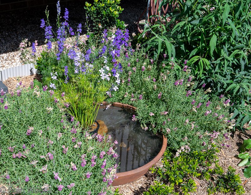 Beautiful garden 1