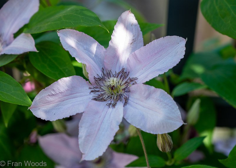 Clematis at garden 1