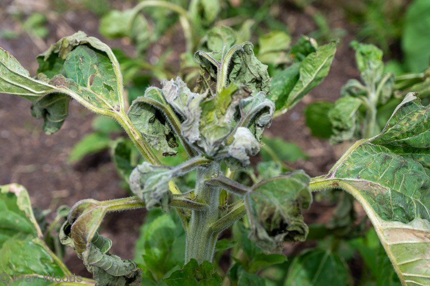 Frost burn at garden 1