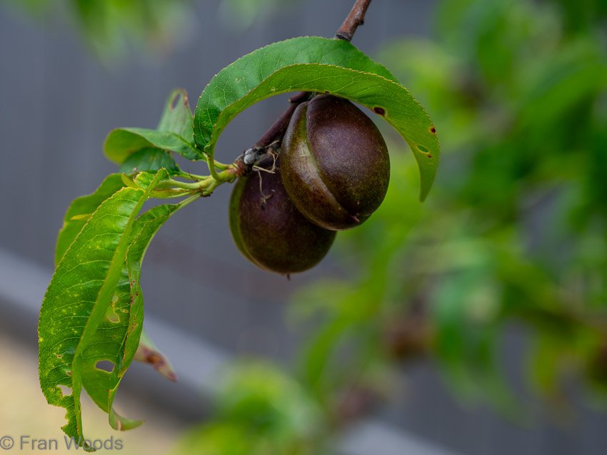 Nectarine at garden 2