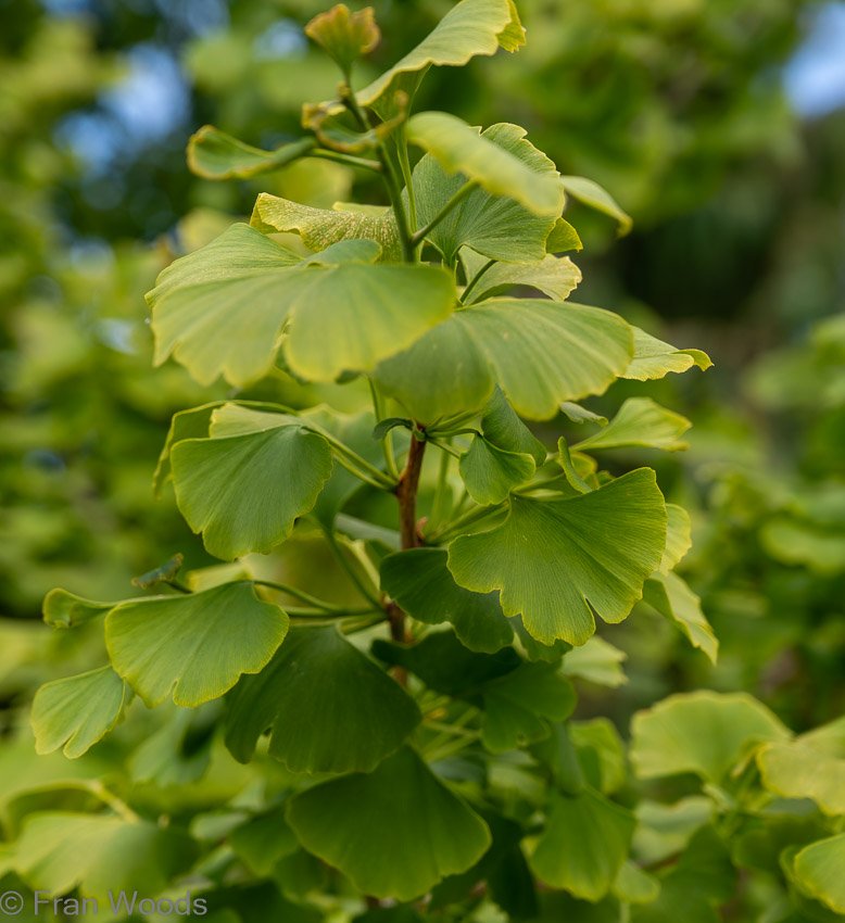Ginko Biloba at garden 3