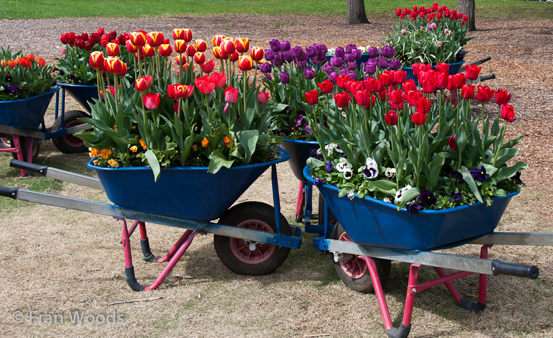 Wheelbarrows full of colourful tulips and other flowers.