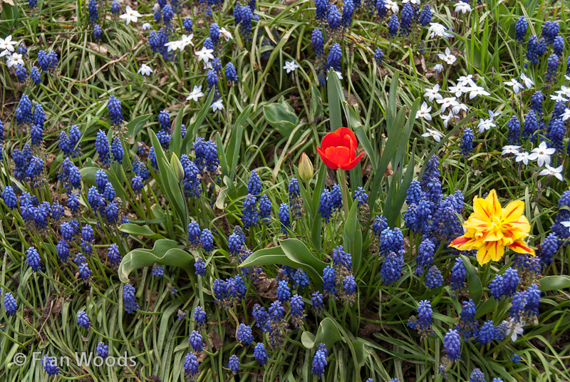 A messy bed of grape hyacinths, spring star, and tulips.