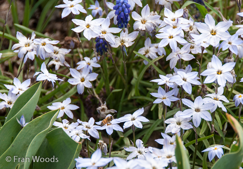 A bee on a Spring star blossom.