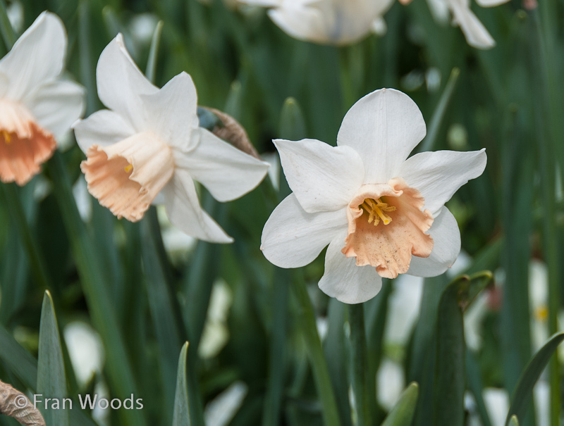 Delicately coloured daffodils.