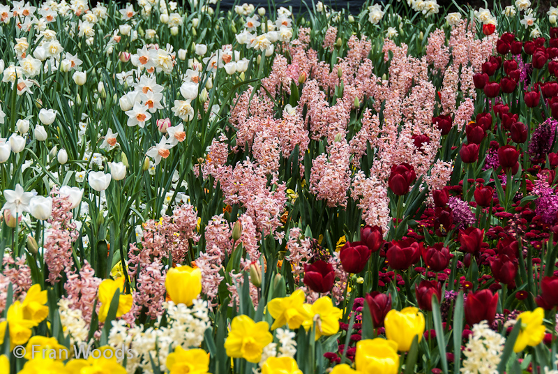 Daffodils, pink and white hyacinths, red tulips, and other blooms at Floriade.