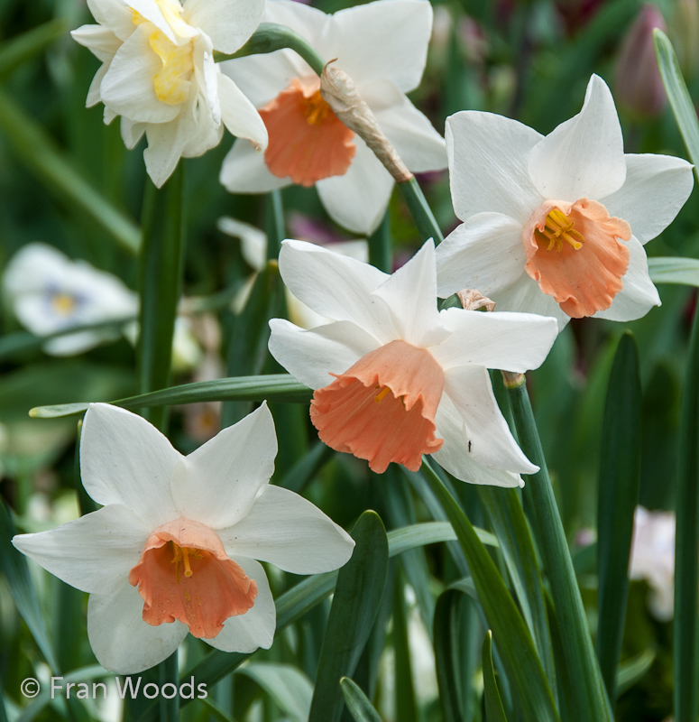 Delicately coloured daffodils.